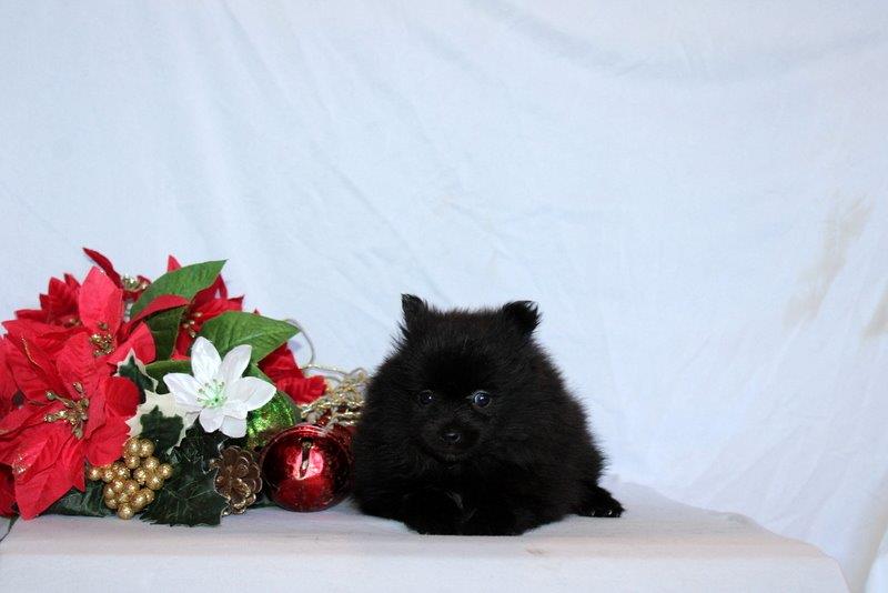 puppy, for, sale, Pomeranian, Matthew B. Stoltzfus, dog, breeder, Gap, PA, dog-breeder, puppy-for-sale, forsale, nearby, find, puppyfind, locator, puppylocator, aca